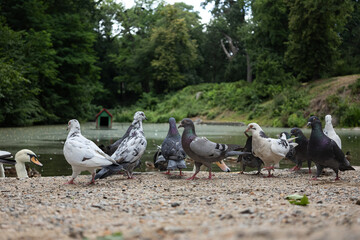 Fototapeta premium Pigeons and a swan feeding by the edge of a peaceful park pond