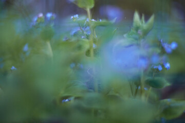 A beautifully blurred image of green foliage adorned with delicate tiny blue blossoms