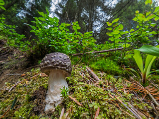 Grzyb © Sebastian