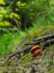 Borowik ceglastopory