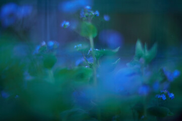 Fototapeta premium Enchanting and Mystical Blue Green Flora Presented in a Soft Focus for Maximum Effect