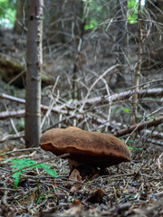 Borowik ceglastopory