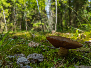 Borowik ceglastopory