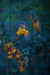 Vibrant and Colorful Floral Blooms Set Against a Beautifully Lush Green Background Scene