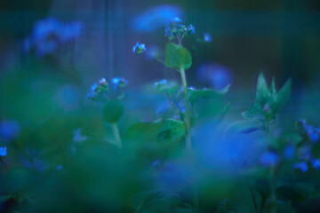 Enchanting and Mystical Blue Green Flora Presented in a Soft Focus for Maximum Effect
