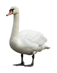 Obraz premium Elegant swan in natural habitat wildlife serene environment side nature's beauty. Cut out png