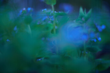 A Mysterious Blue Green Nature Background that features Soft Focus and intricate details
