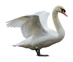 Majestic swan spreading wings tranquil lake wildlife natural habitat side graceful elegance. Cut out png