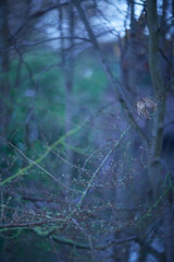 In an enchanting, mysterious forest scene, delicate branches reach out, illuminated by soft light