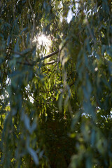 The enchanting beauty of sunlight gracefully filtering through willow leaves in a serene setting