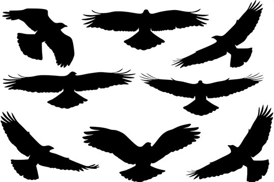 "Set of nine eagle silhouettes in flight and landing poses, bold black shapes on a white background, evenly distributed with a top-down perspective, simple graphic style."