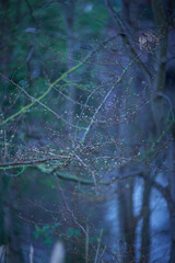 In an enchanting, mysterious forest scene, delicate branches reach out, illuminated by soft light
