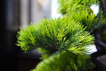 Close-up view of vibrant green foliage highlighting the intricate details of a plant on a sunny day indoors