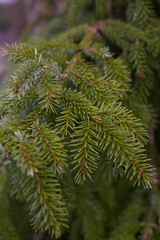 A closeup view of a spruce tree branch showcasing its vibrant green needles and textures