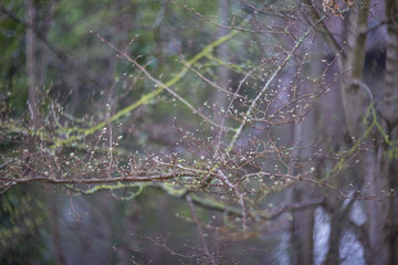 A Serene Nature Scene Showcasing Bare Trees and Calm Waters Reflecting the Environment