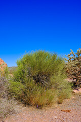 Fototapeta premium Desert vegetation and plants