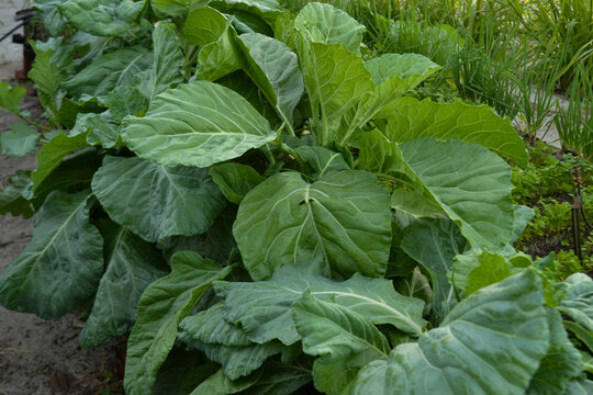 Planta&ccedil;&atilde;o familiar de p&eacute; de couve org&acirc;nico 