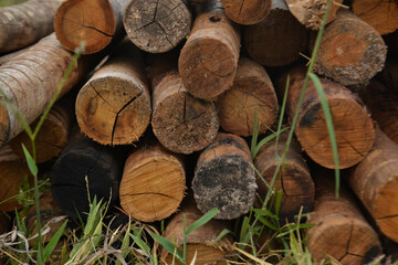 Madeira de eucalipto, lenha escoradas e empilhadas