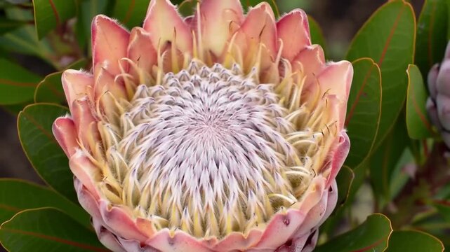 Close-up of a vibrant king protea flower