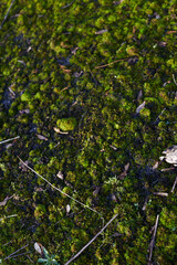 A Beautiful, Lush Green MossCovered Ground is Found Within the Vibrant Ecosystem of Nature
