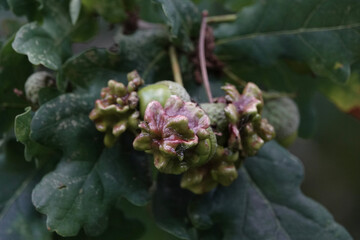 Knopper Galls (Andricus quercuscalicis) on Oak (Quercus)