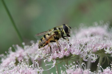 Myathropa florea, a species of hoverfly