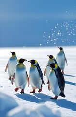 Fototapeta premium Emperor Penguins Walking on Snow Antarctica Winter Wildlife Animals Cold Nature
