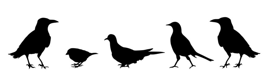City birds collection vector silhouette illustration isolated. Crow, sparrow, dove, magpie, raven, coo. Animal bird set. Crow shape. Sparrow symbol. Pigeon shadow. Magpie silhouette. Raven, turtledove