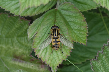 Helophilus pendulus, a species of hoverfly