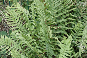 Green fern leaves