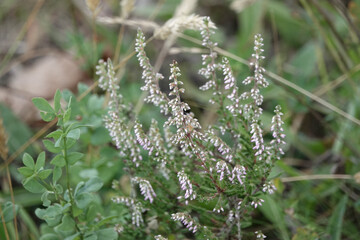 Flowers of Heather (Calluna vulgaris)