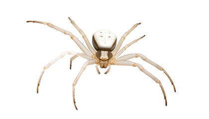 Obraz premium Close-up of a pale spider