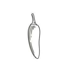 Original hand-drawn illustration of a spicy serrano pepper in a minimalist style. Illustrations for posters, cards, and graphic design.
