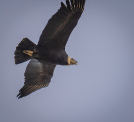 Andean condor in flight