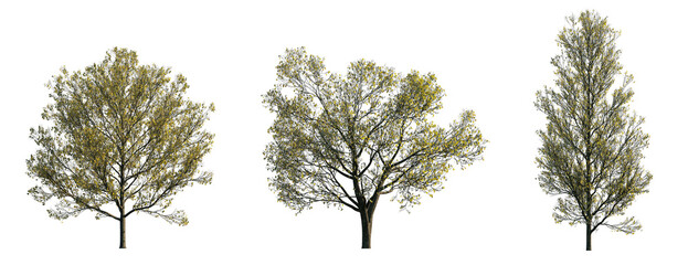 Autumn Large Trees in Fall Foliage isolated png on a transparent background premium cutout