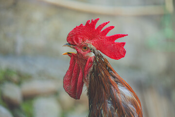 rooster in the farm