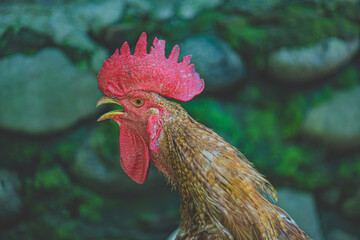 rooster in the farm