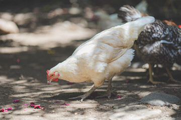 chicken eating on the ground