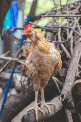 chicken in the farm