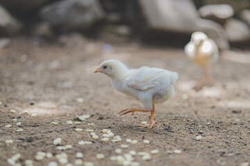 little chicken walking