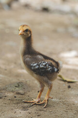 little chicken in alert