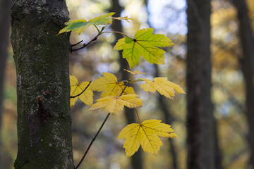 Branch with yellow leaves in the forest