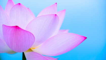 Fototapeta premium Close-up of a pink lotus flower