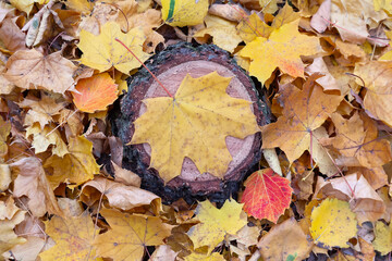 Beautiful fallen autumn leaf on a tree trunk