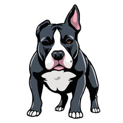 Blue Nose Pit Bull Portrait