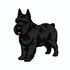 Black Russian Terrier Portrait