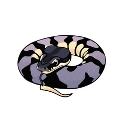 Black Pastel Ball Python Animal