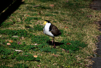Australian Masked Lapwing ( Vanellus miles)