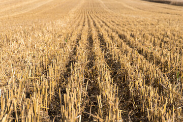 Wheat field after harvest shows remnants of stalks under bright sunlight in late afternoon