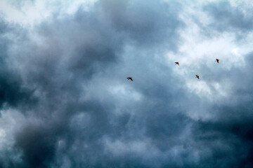 Australian White Ibis (Threskiornis molucca) in flight